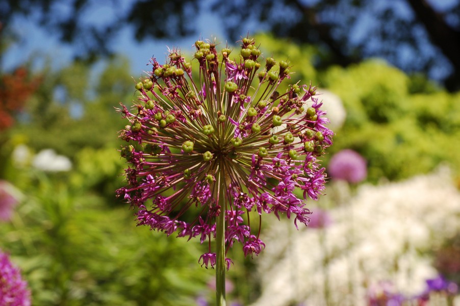 Allium cultivar Chanticleer High DoF