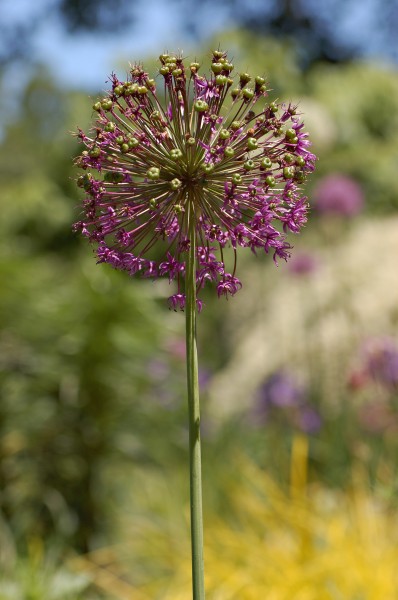 Allium cultivar Chanticleer Vertical