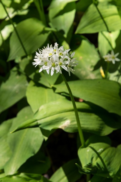 Allium ursinum Blüte 01