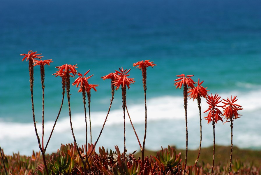 Aloe July 2009-1