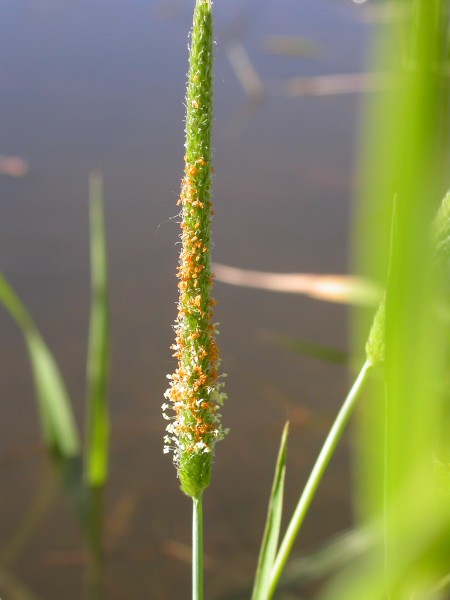Alopecurus aequalis (3822645412)