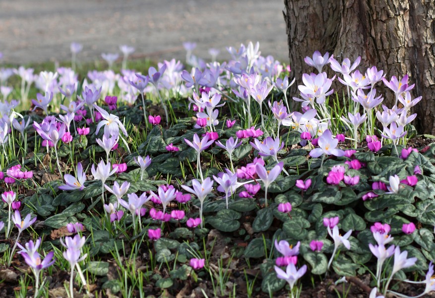 Alpenveilchen und Krokusse (12864143934)
