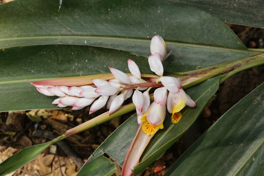 Alpinia galanga 2980