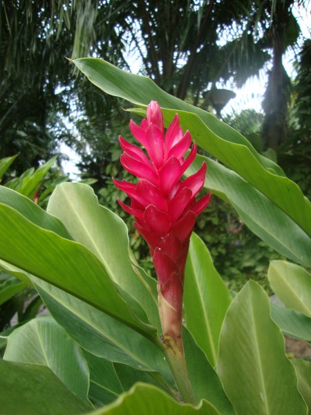 Alpinia purpurata (2)