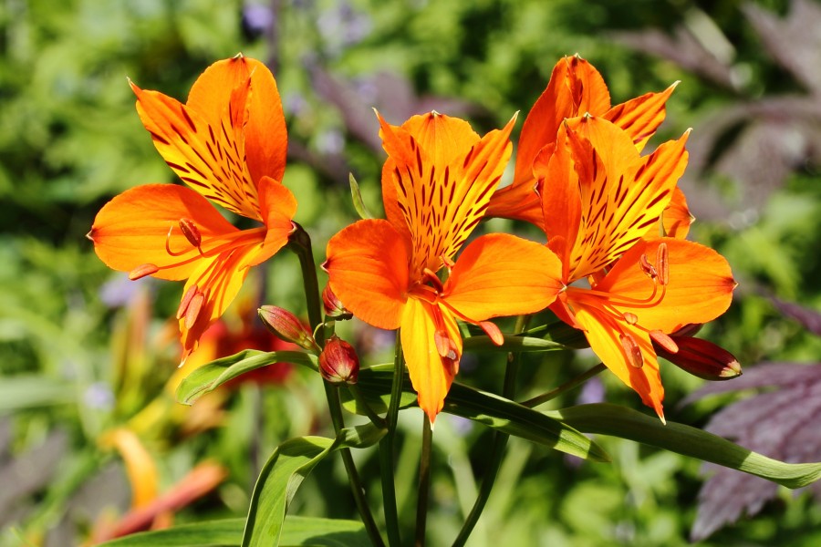 Alstroemeria aurea ‘Orange King’ 01