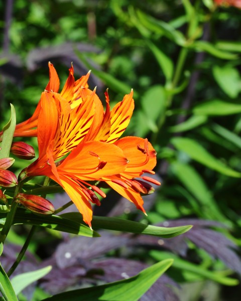 Alstroemeria aurea ‘Orange King’ 02