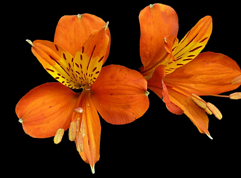 Alstroemeria litgu hybrid J1