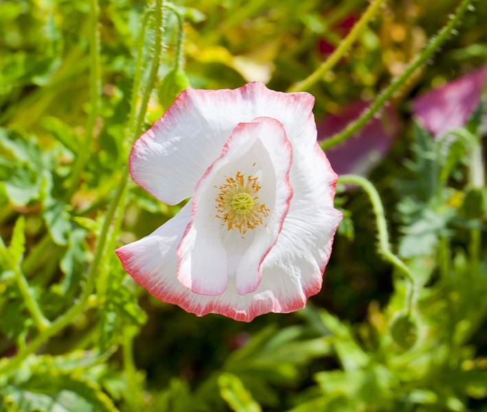 Amapola (Papaver rhoeas), centro de Tallinn, Estonia, 2012-08-05, DD 01