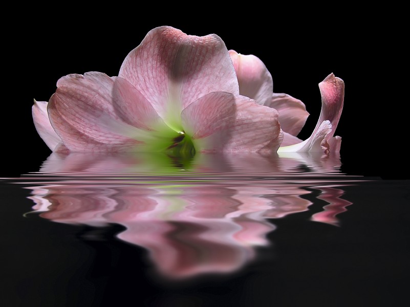 Amarýllis belladónna in water