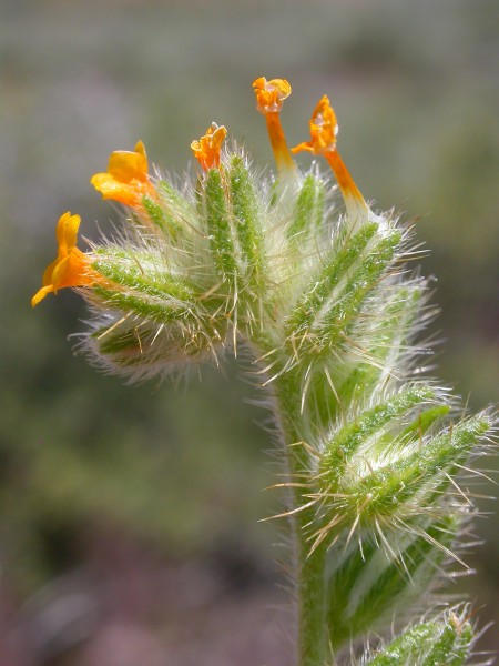 Amsinckia tessellata (4394643713)