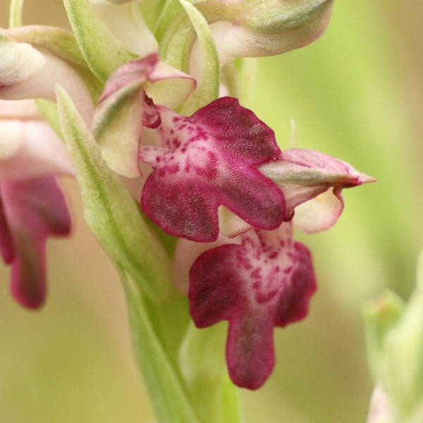 Anacamptis coriophora 2