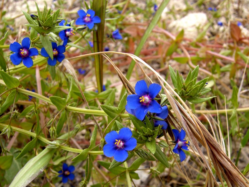 Anagallis foemina1