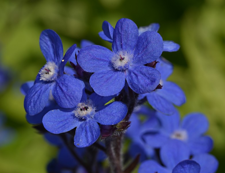 Anchusa azurea Closeup