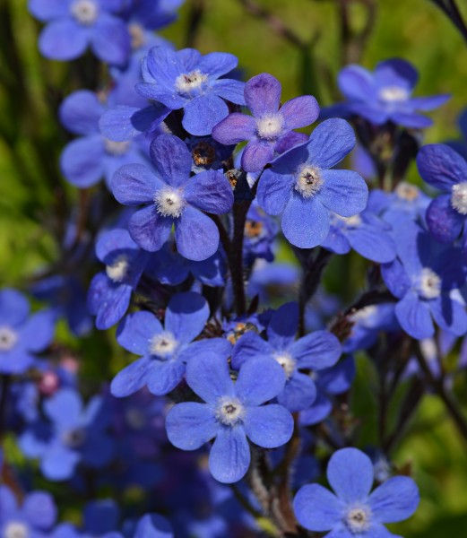 Anchusa azurea Flowers