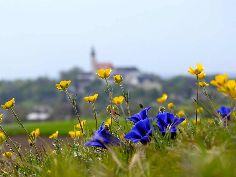 Andechs, Bäckerbichl (Flora).08