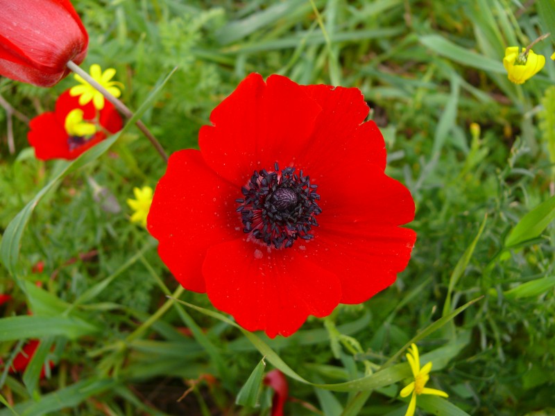 Anemone-coronaria0002