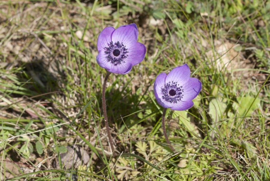 Anemone 03