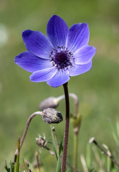 Anemone 05