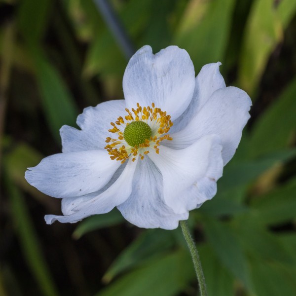 Anemone 'Honorine Jobert' (actm) 01
