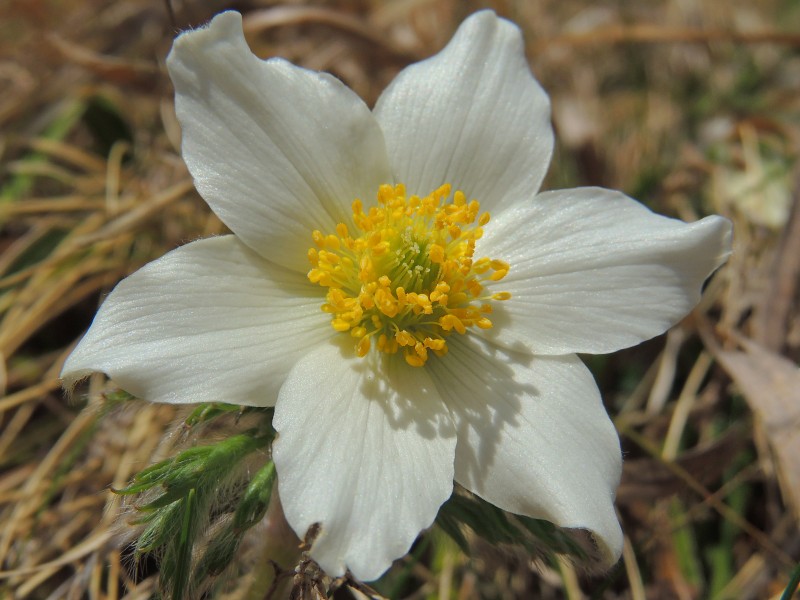 Anemone (Pulsatilla) alpina (34496942753)