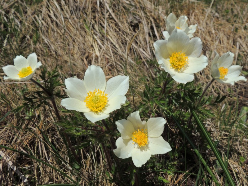 Anemone (Pulsatilla) alpina (34919350470)