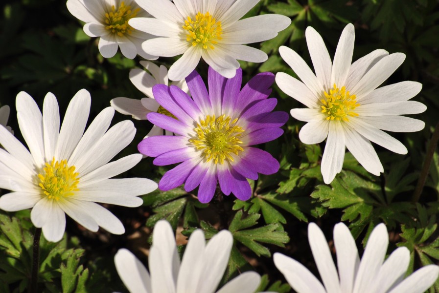 Anemone blanda purple white 2010-04-24