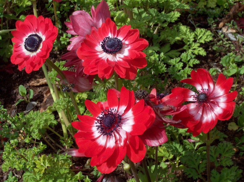 Anemone coronaria The Governor RJB