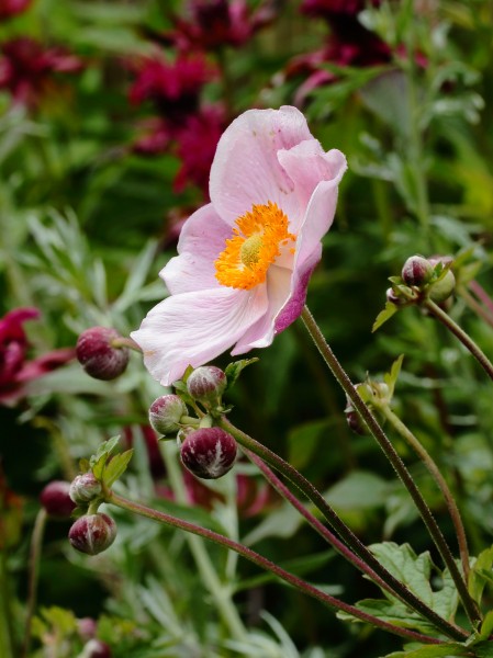 Anemone hybrida 'Ouverture'