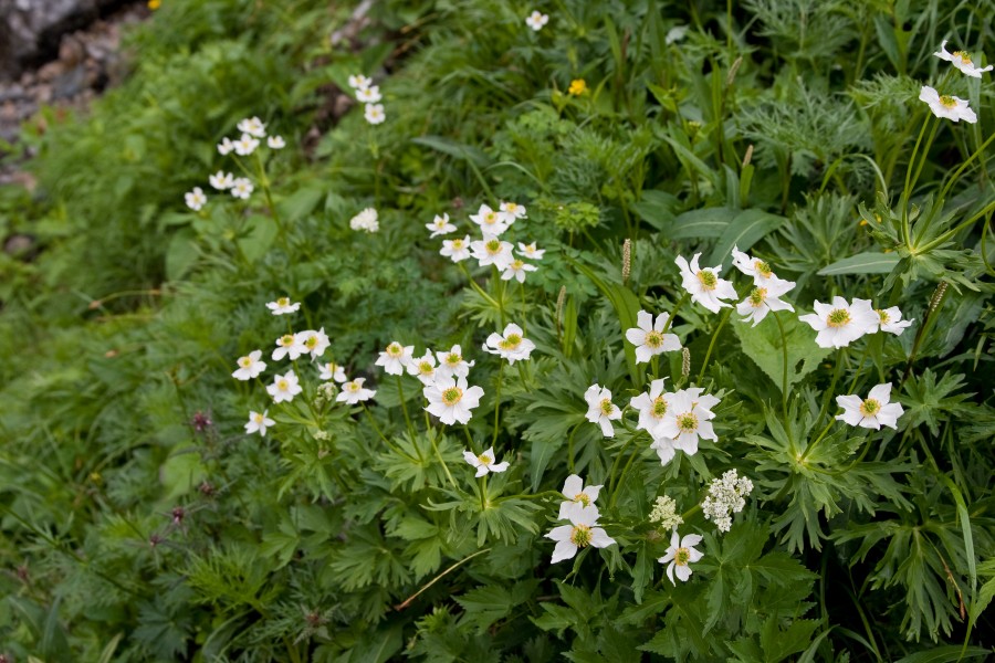 Anemone narcissiflora 18