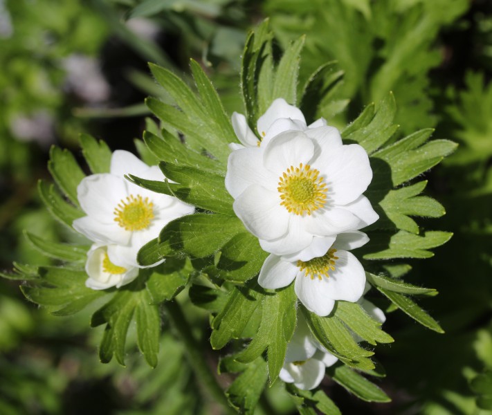 Anemone narcissiflora subsp. nipponica (Mount Shirouma)