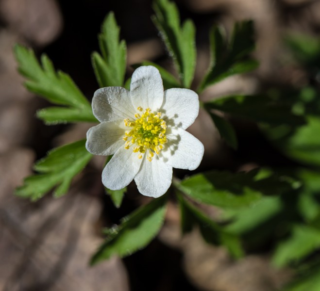 Anemone nemorosa 20180402 01