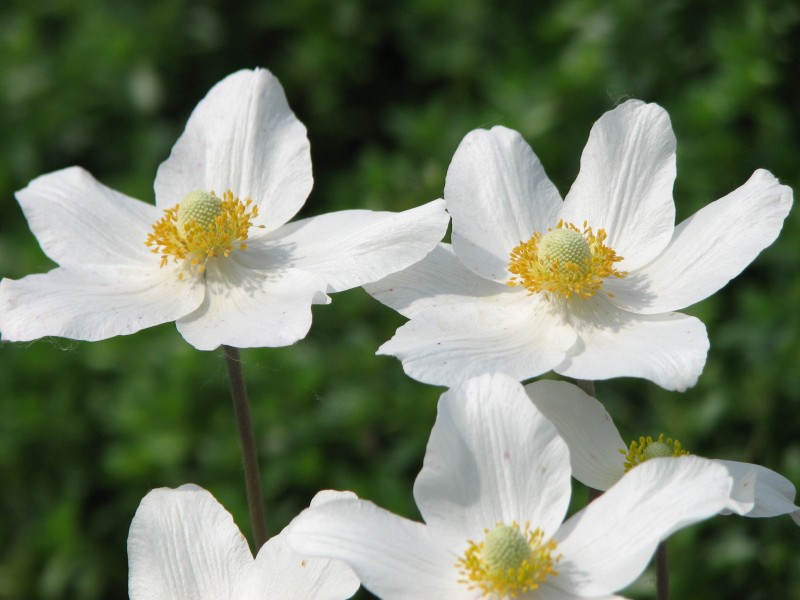 Anemone nemorosa cv. 02