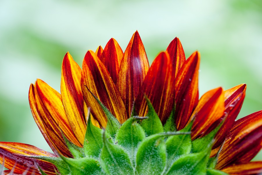 Another view of a sunflower (3818546159)