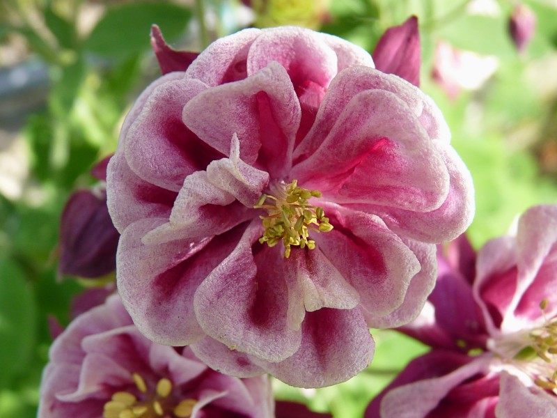 Aquilegia vulgaris 'Winky Red White Double' J1