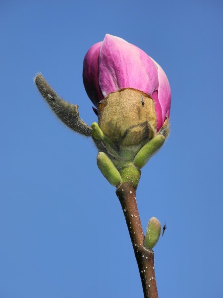 Arboretum Zürich - Magnolia × soulangeana 2012-03-29 15-43-10 (P7000)