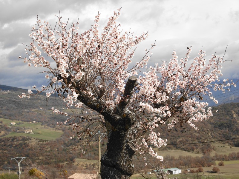 Arbre fleuri
