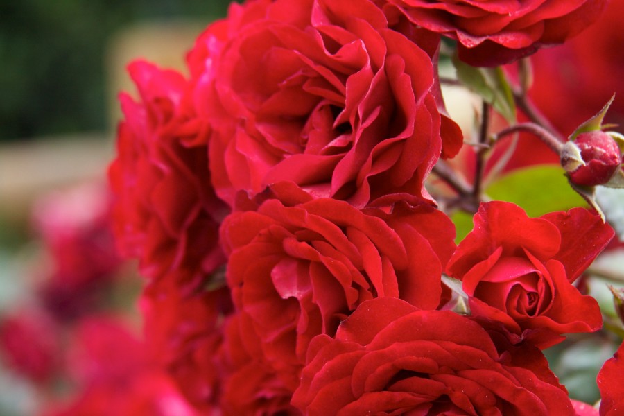 Argentina - Bariloche 052 - stopping to smell the roses (6797823011)