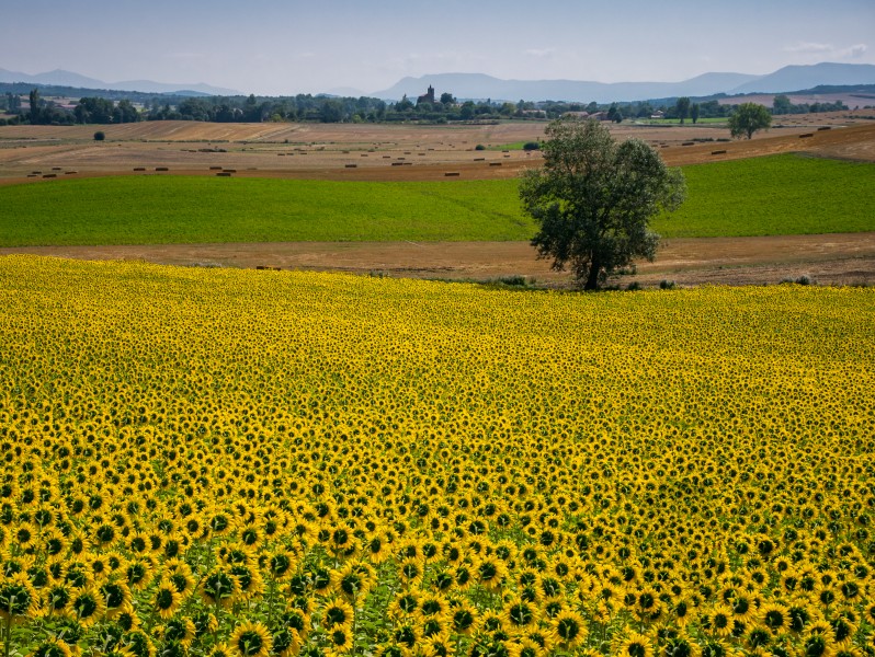 Arkaia - Girasoles -BT- 01