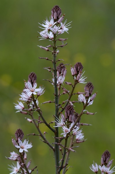 Asphodelus aestivus 5