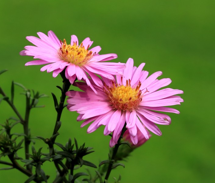 Aster 001