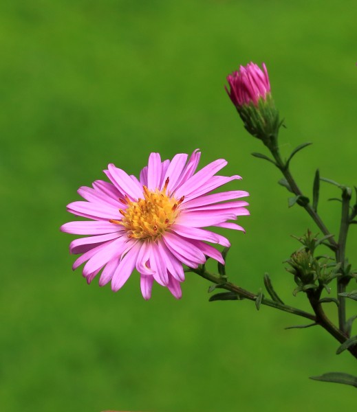 Aster 002
