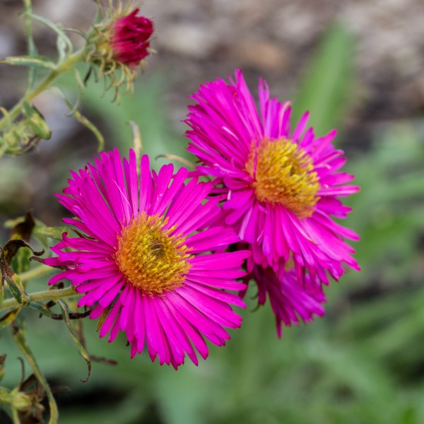 Aster 'Harrington's Pink' (actm)
