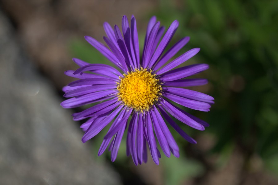Aster alpinus 'Dunkle Schöne' flower 02