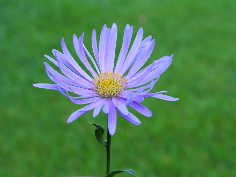 Aster thomsonii. Locatie, Tuinreservaat Jonkervallei 01