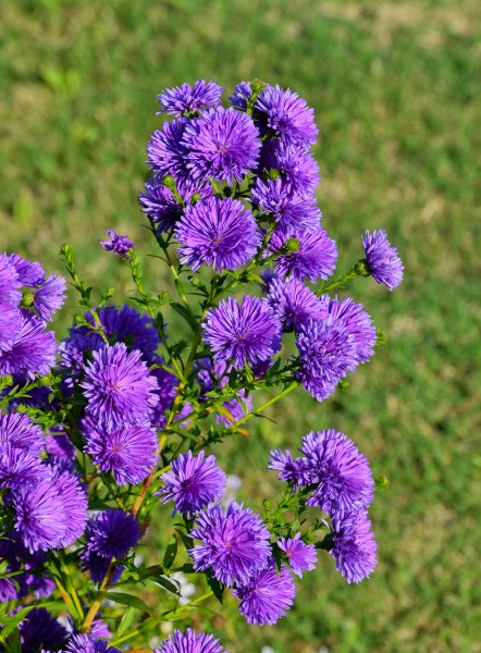 Asters FR 2014