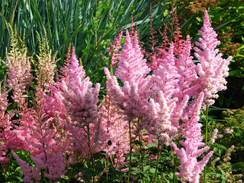 Astilbe pink 01