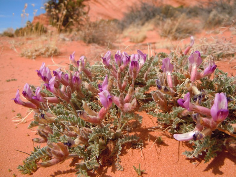 Astragalus newberryi — Matt Lavin 001