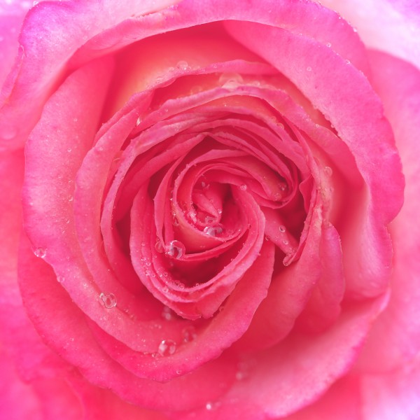 At rose garden, 西尾市バラ園にて (17367008675)