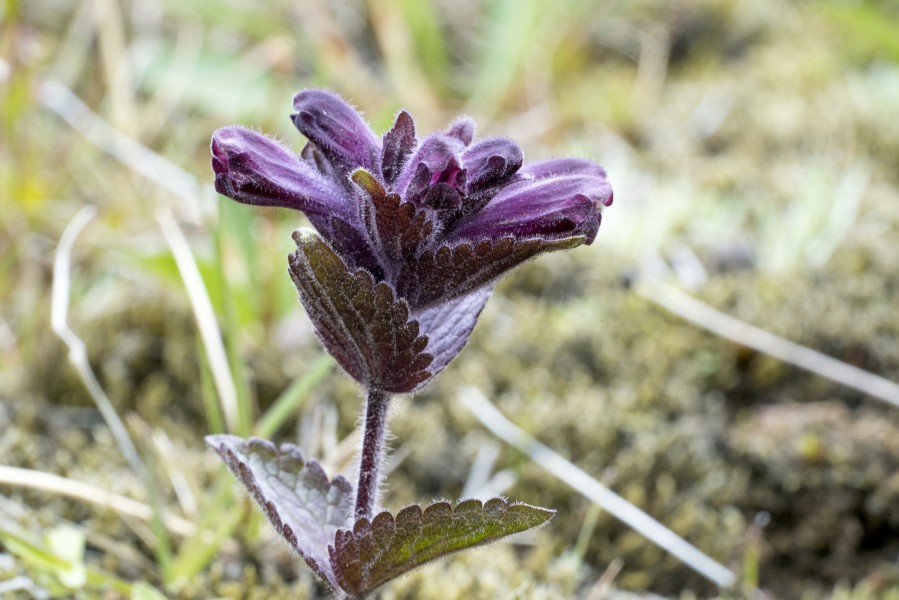 Bartsia alpina02(js)