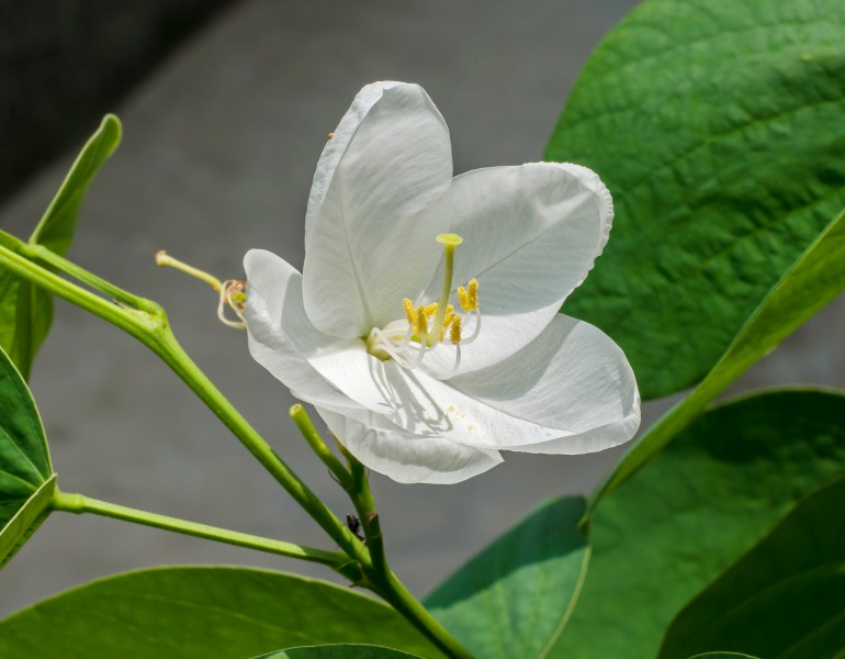 Bauhinia acuminata 18072014 (1)